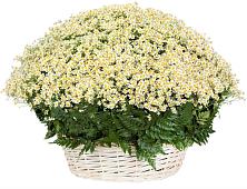 Цветочная композиция из Ромашки в корзине #REPLACE_PRED# Железноводске
